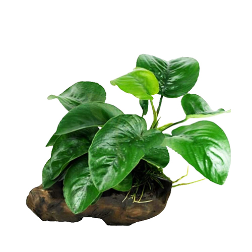 Anubias 'Butterfly'