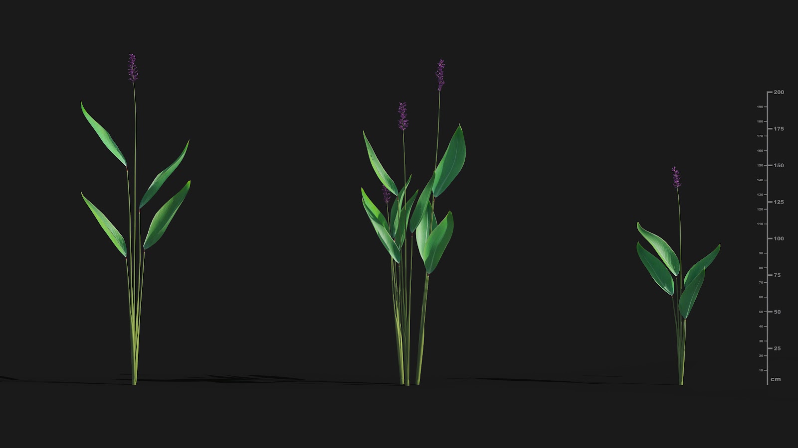 Maxtree - Plant Models Vol.29