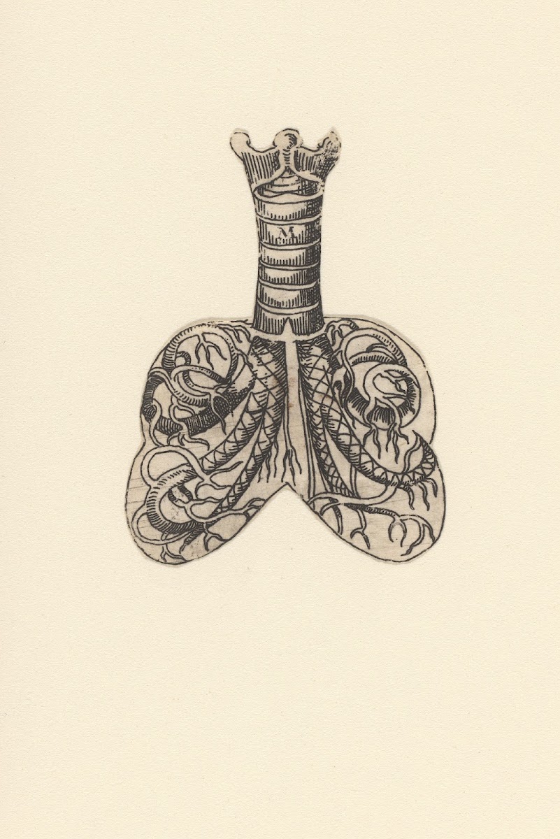 Cross section of trachea and lungs