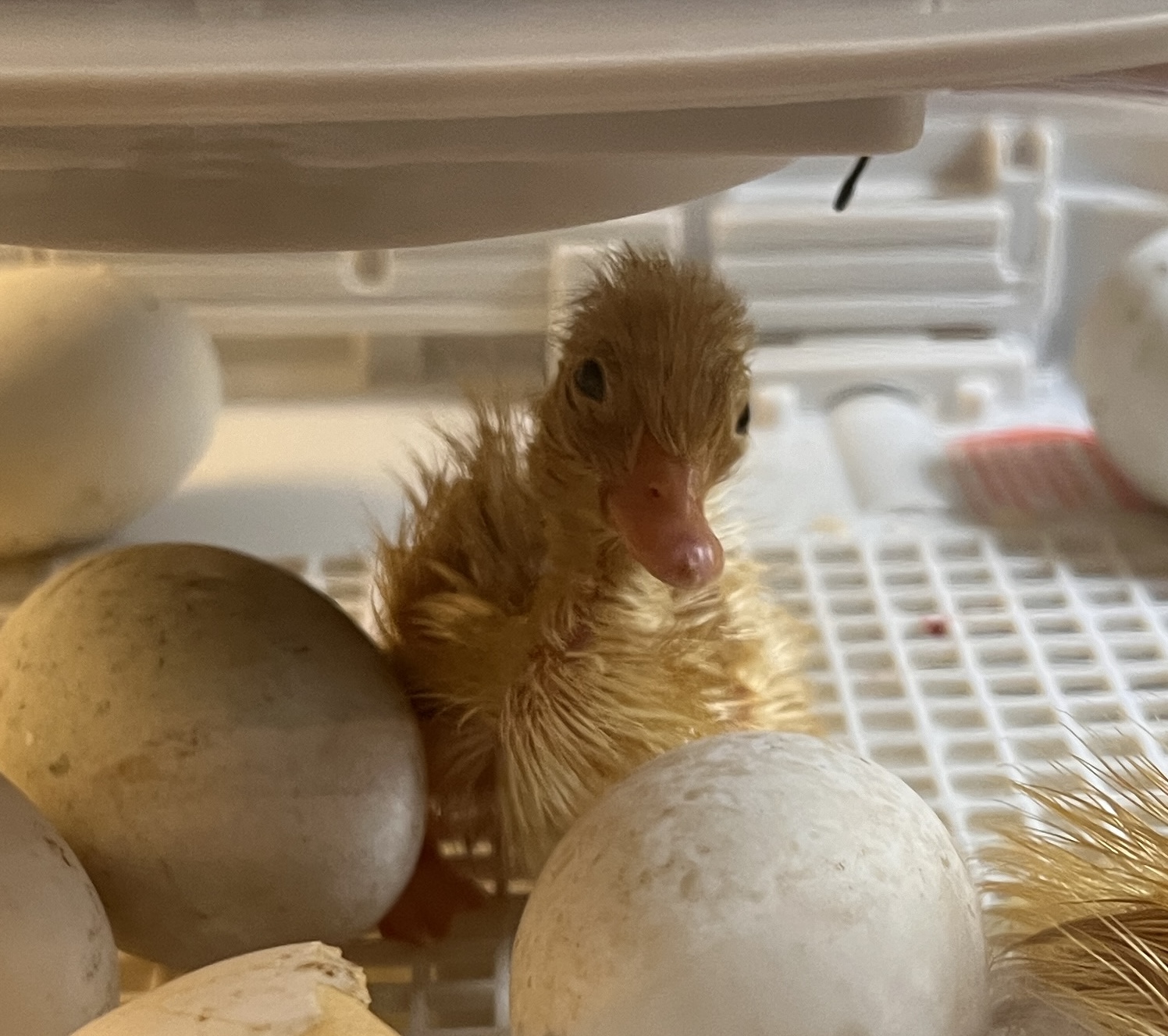 White Layer Duckling