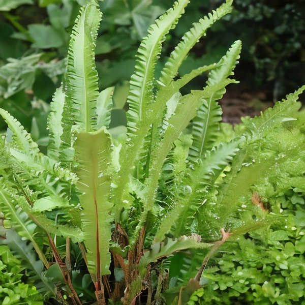 Phyllitis Scolopendrium Angustifolia in un giardino all'ombra, dettaglio delle foglie ondulate