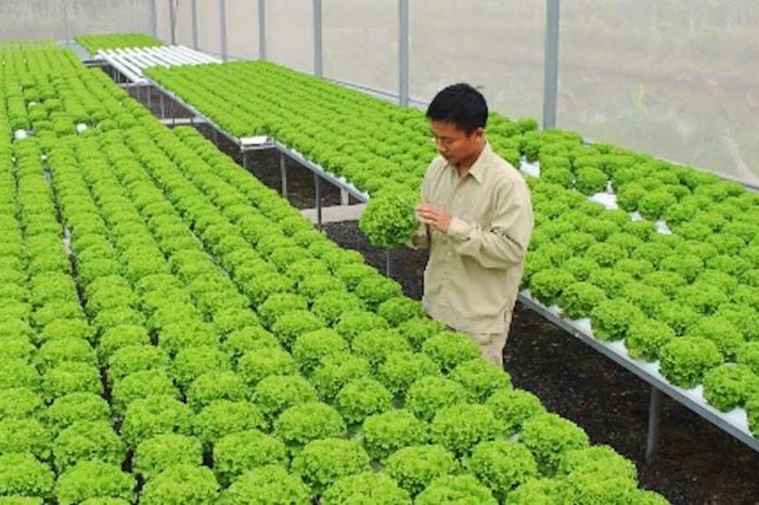 Hà Nội khuyến khích tập trung đất đai phát triển sản xuất quy mô lớn - Đài Phát thanh và truyền hình Hà Nội