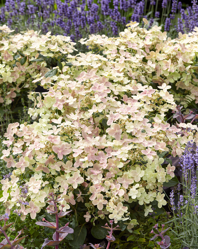Hydrangea paniculata 'Polestar' con fiori bianchi in giardino