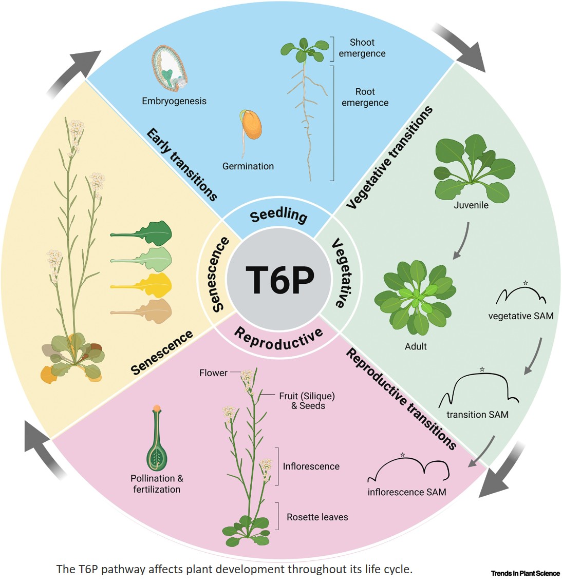 Trehalose 6-phosphate: A master regulator of plant development