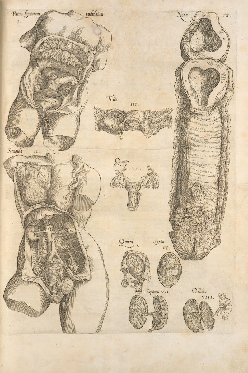 Female reproductive system 1545
