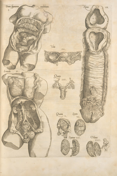 Female reproductive system 1545