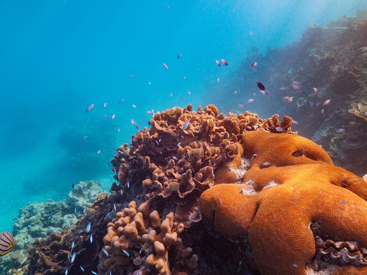 Underwater reef near The Ritz-Carlton Maldives