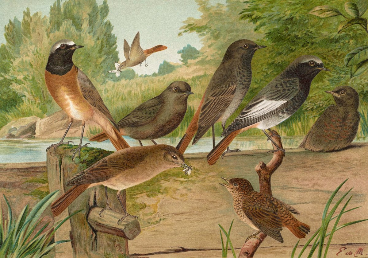 Ruticilla titys Ruticilla phoenicurus