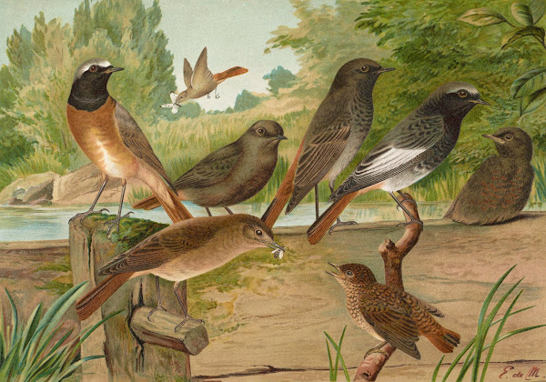 Ruticilla titys Ruticilla phoenicurus