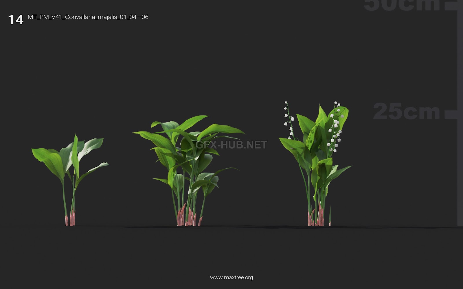 Maxtree - Plant Models Vol.41