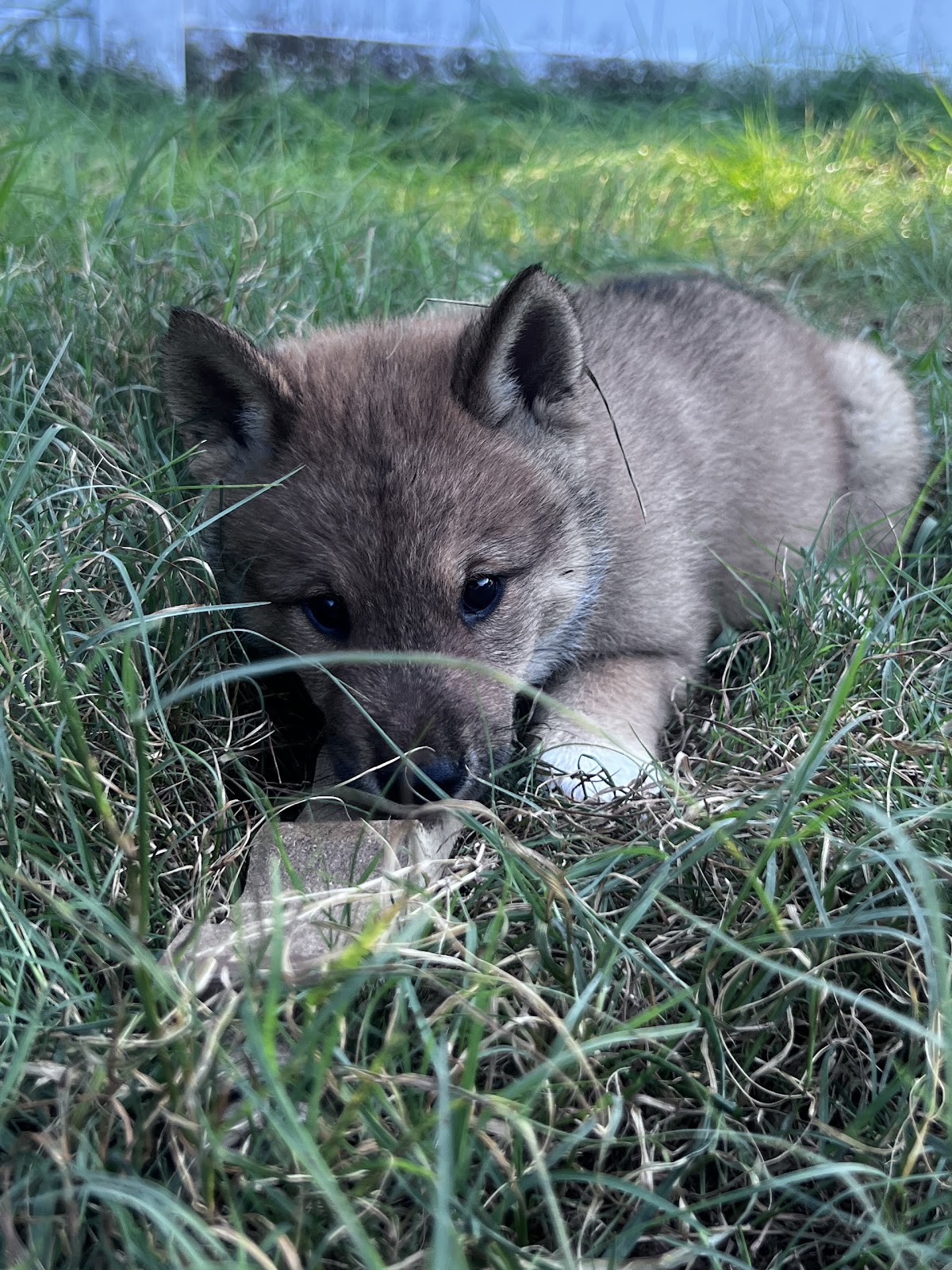 Shikoku puppy photo