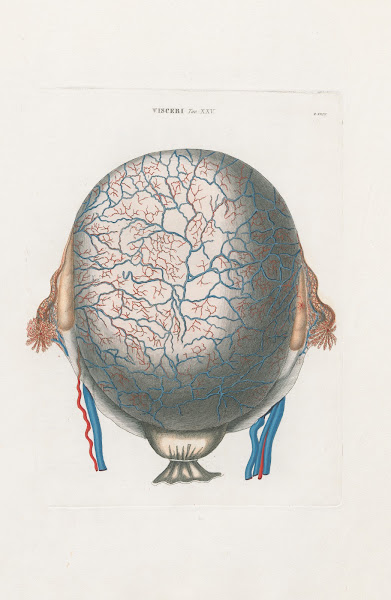 Anatomia Universale Pl72 1833