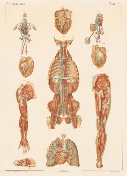 Anatomie normale du corps humain Pl10 1894