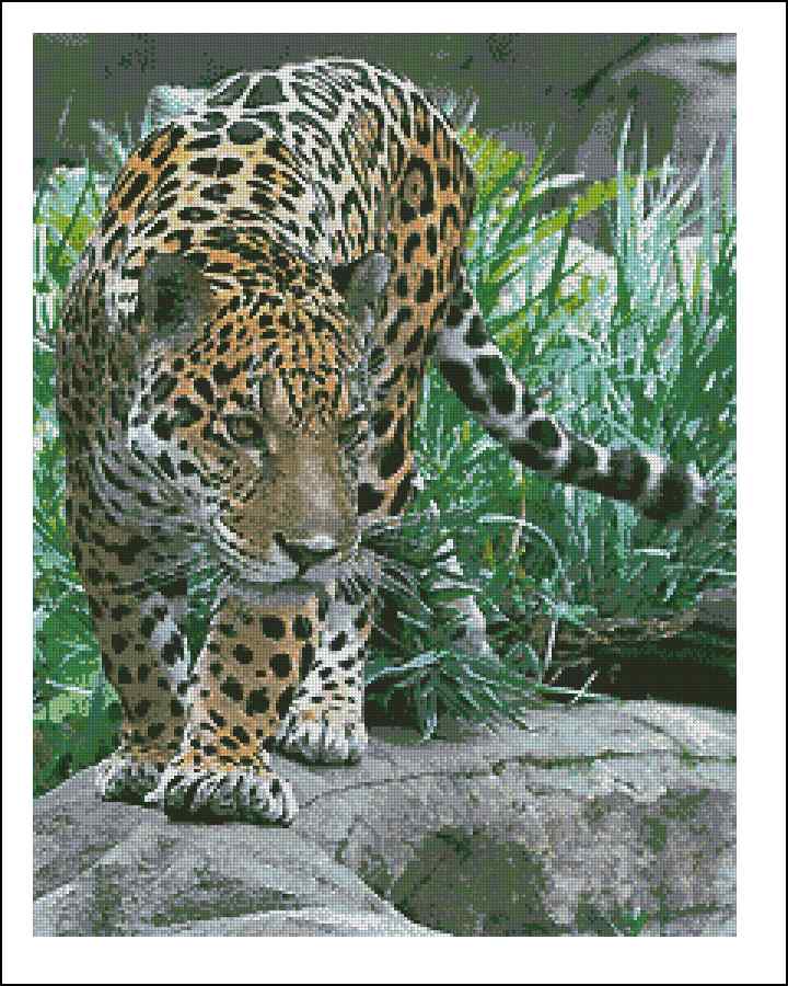 CMP 400818 Fearless Cat