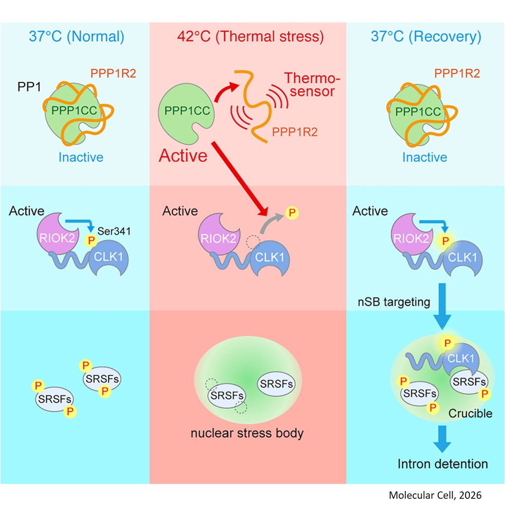 Thermo-sensing mechanisms of splicing control by nuclear stress bodies