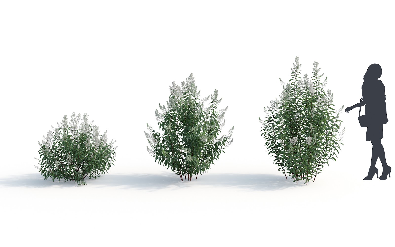 Maxtree - Plant Models Vol.6