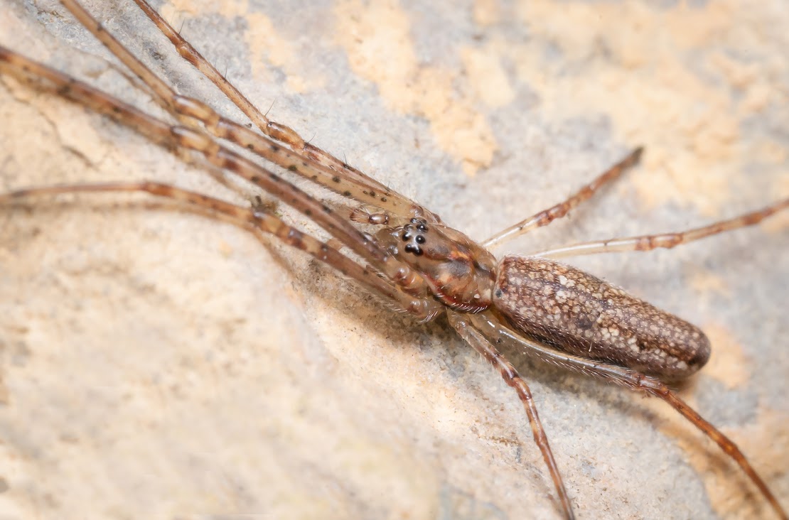 Tetragnatha sp.