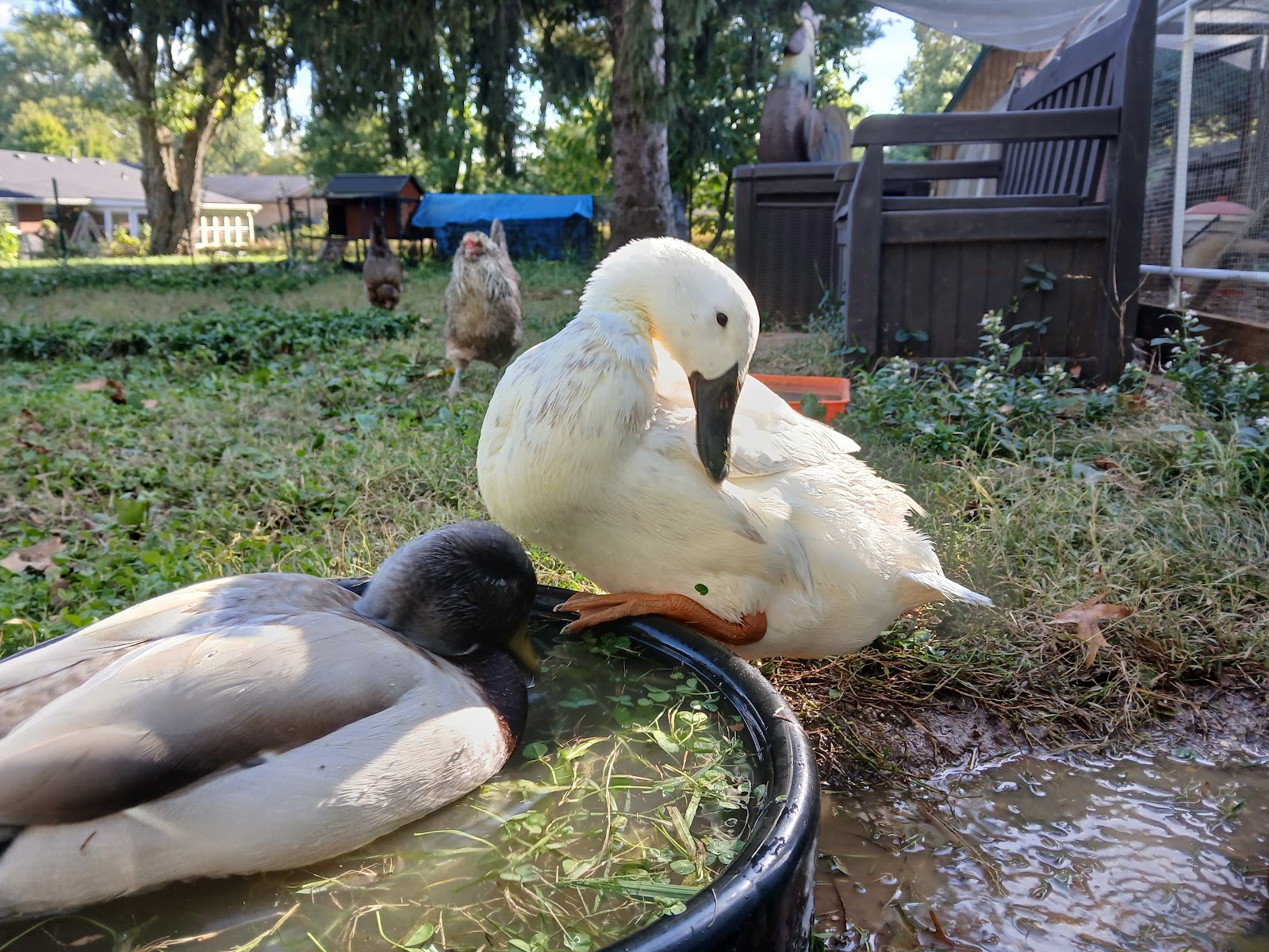Silver Runner Duckling