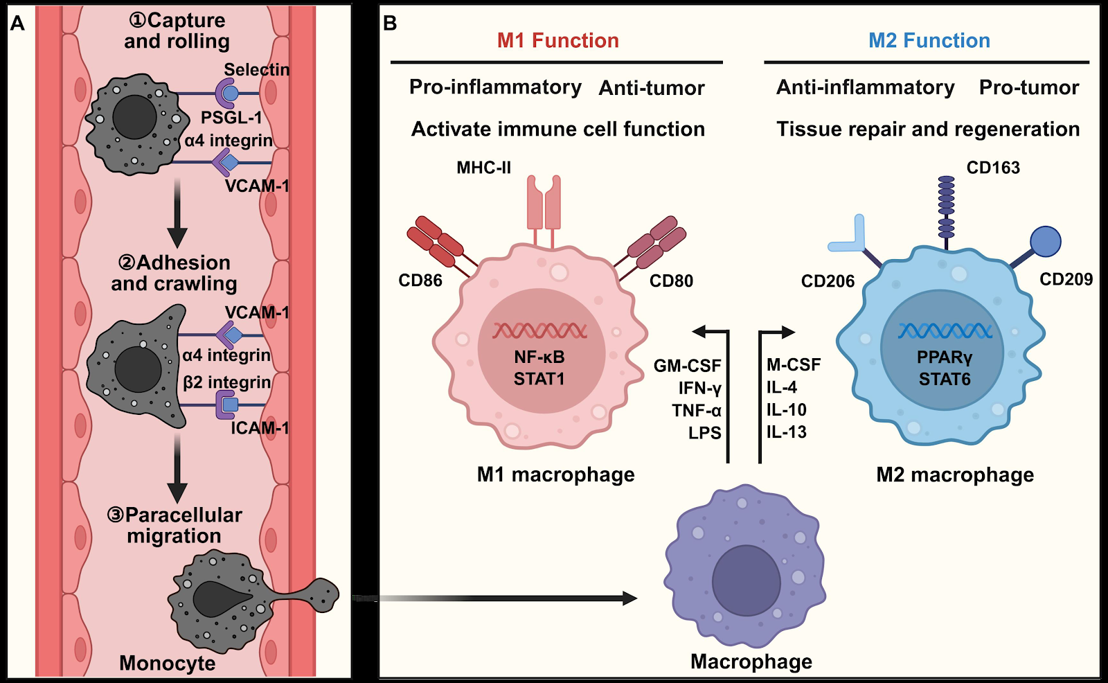 Spatiotemporal Orchestration of Macrophage Heterogeneity by Cell Adhesion Molecules