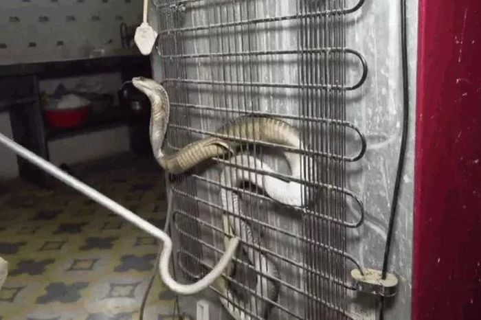 Rắn hổ mang cố thủ sau tủ lạnh rồi ngóc đầu tấn công người bắt - Tạp chí Doanh Nghiệp Việt Nam