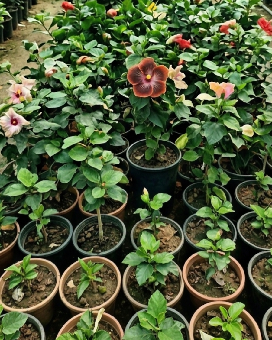 Hibiscus Shueishalian Galaxy Upstart — view 4