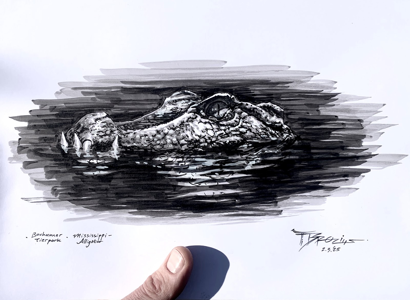 Mississippi Alligator