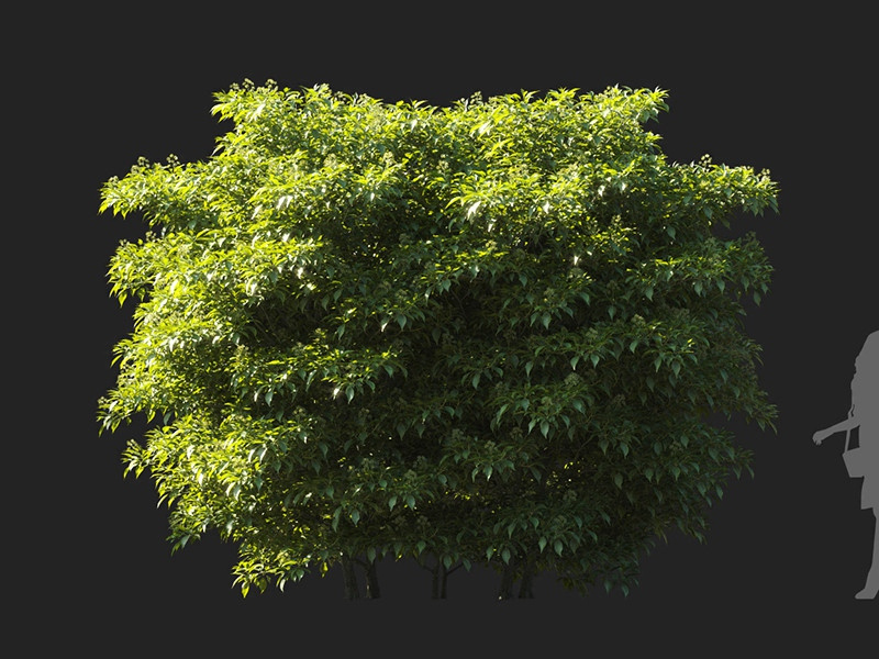 Maxtree - Plant Models Vol.122