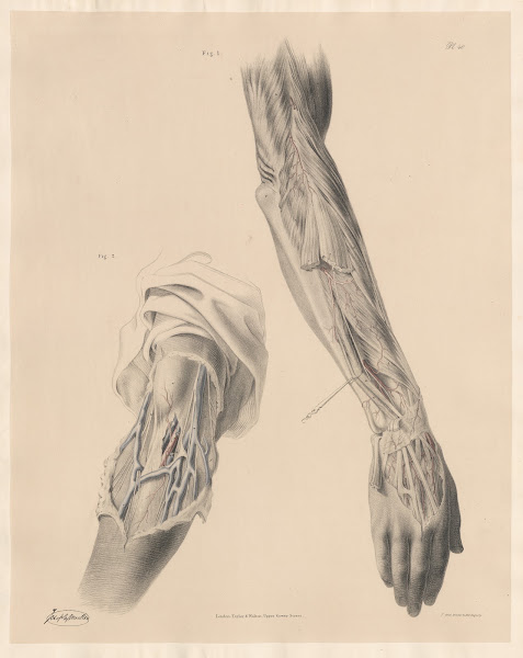 The Arteries on the back part of the fore arm and hand The Superficial veins and