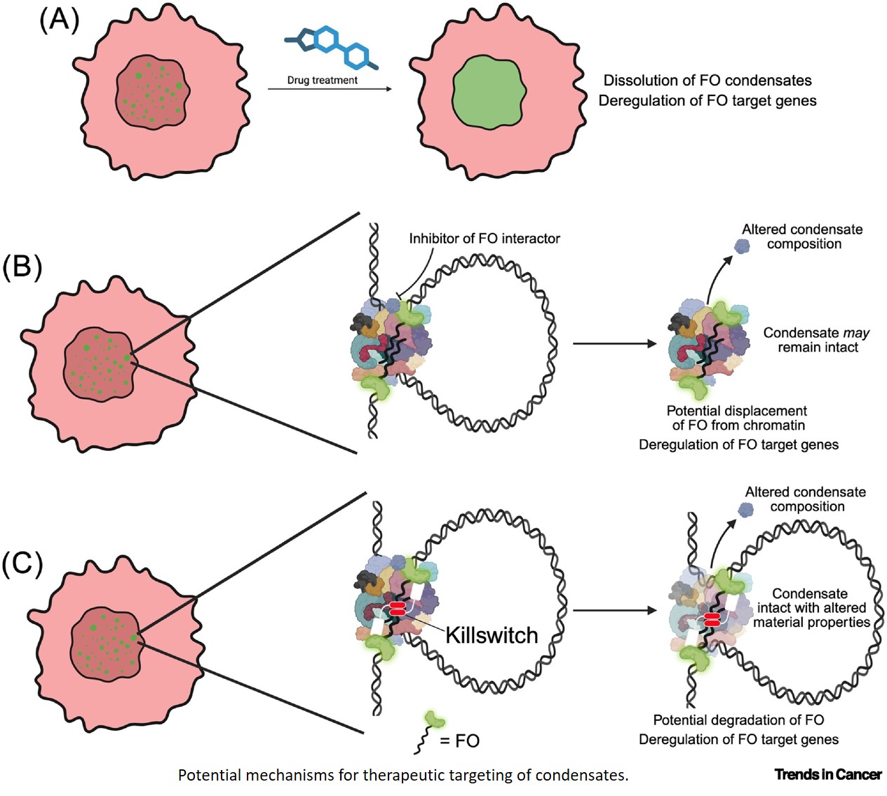 Condensates in fusion oncoprotein-driven leukemia: new biology and therapeutic opportunities