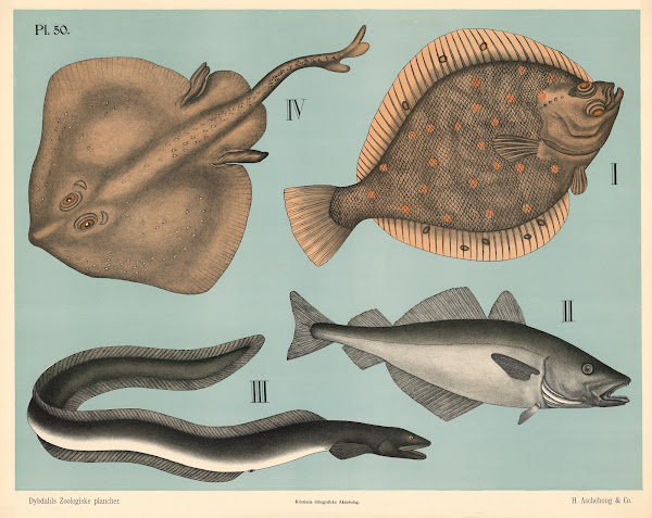 Fisk Blødfinnede fisk 1881