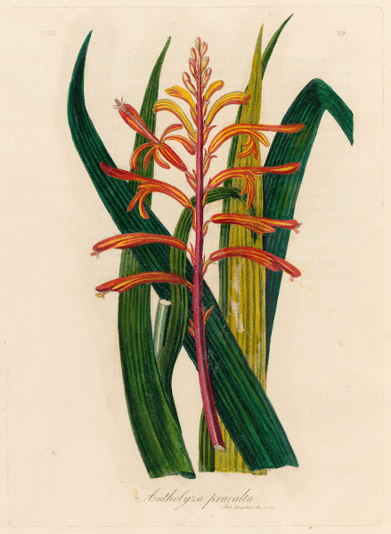 Antholyza praealta 1818 1824