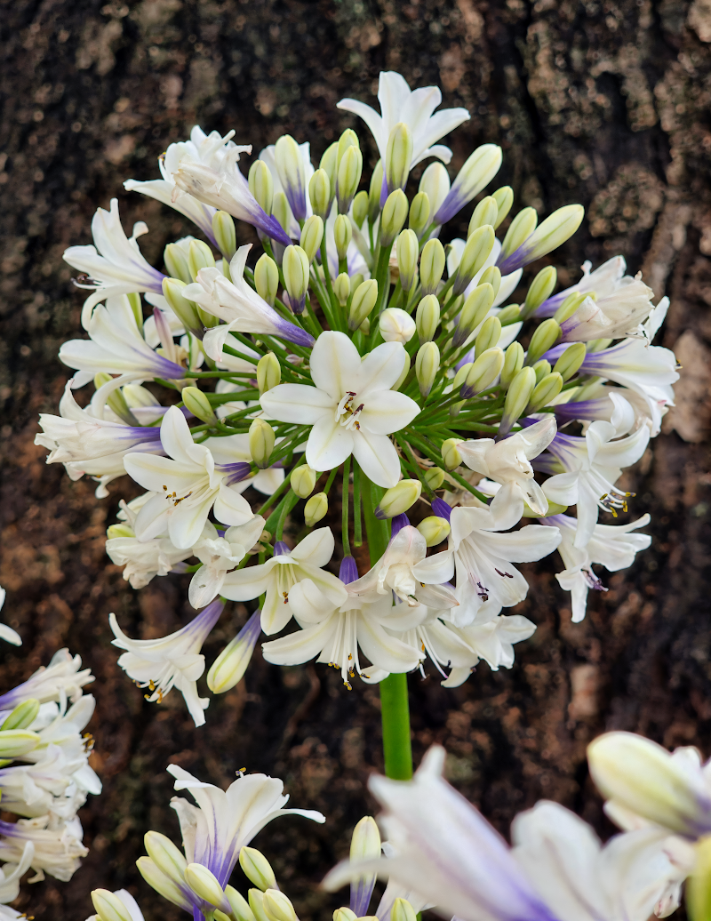 Agapanthus praecox 'Ever Sparkle' in piena fioritura, con fiori bianchi e foglie variegate nel giardino.