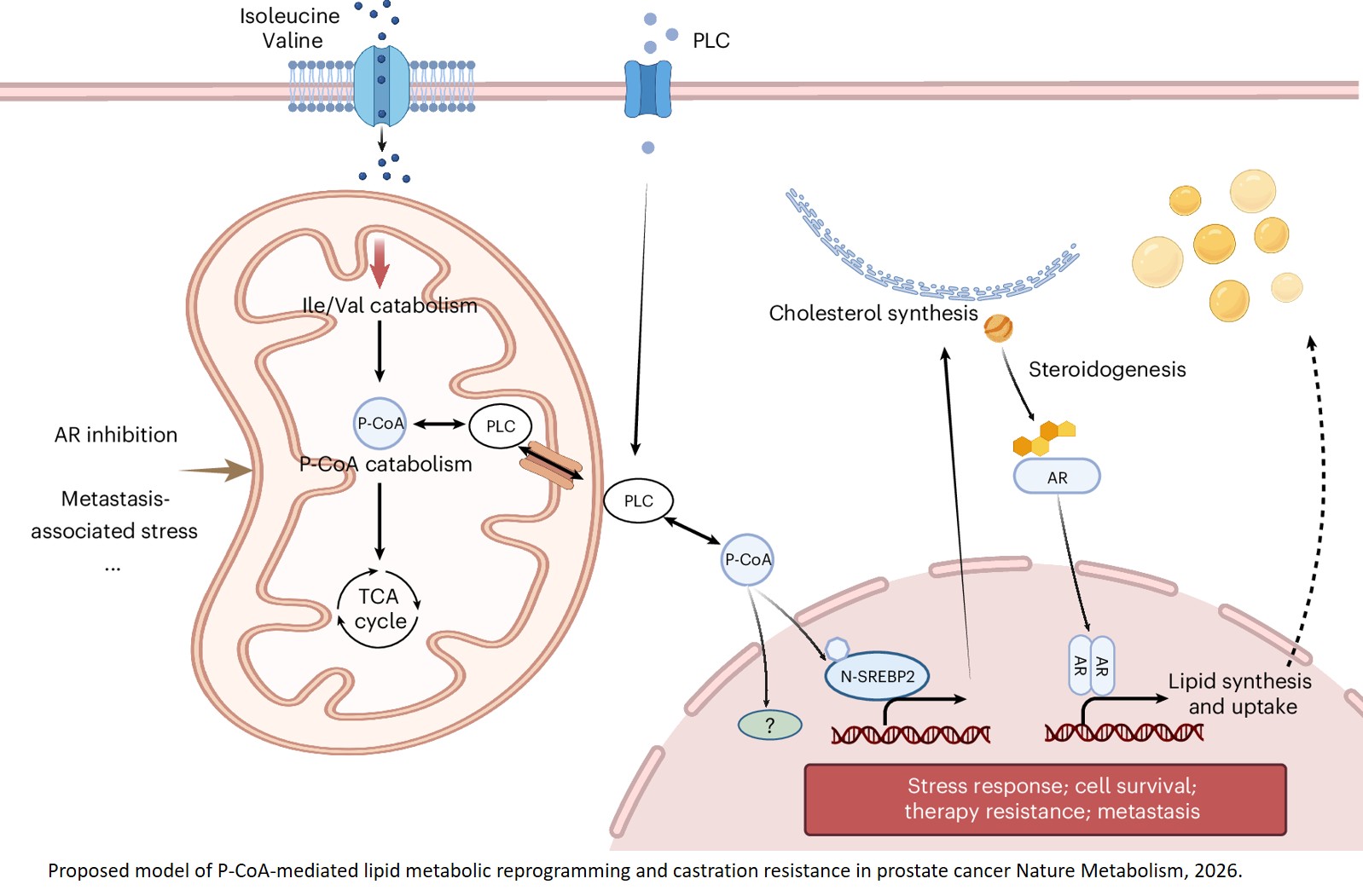 Isoleucine and valine promote prostate  cancer progression via propionyl-CoA- mediated cholesterol metabolism