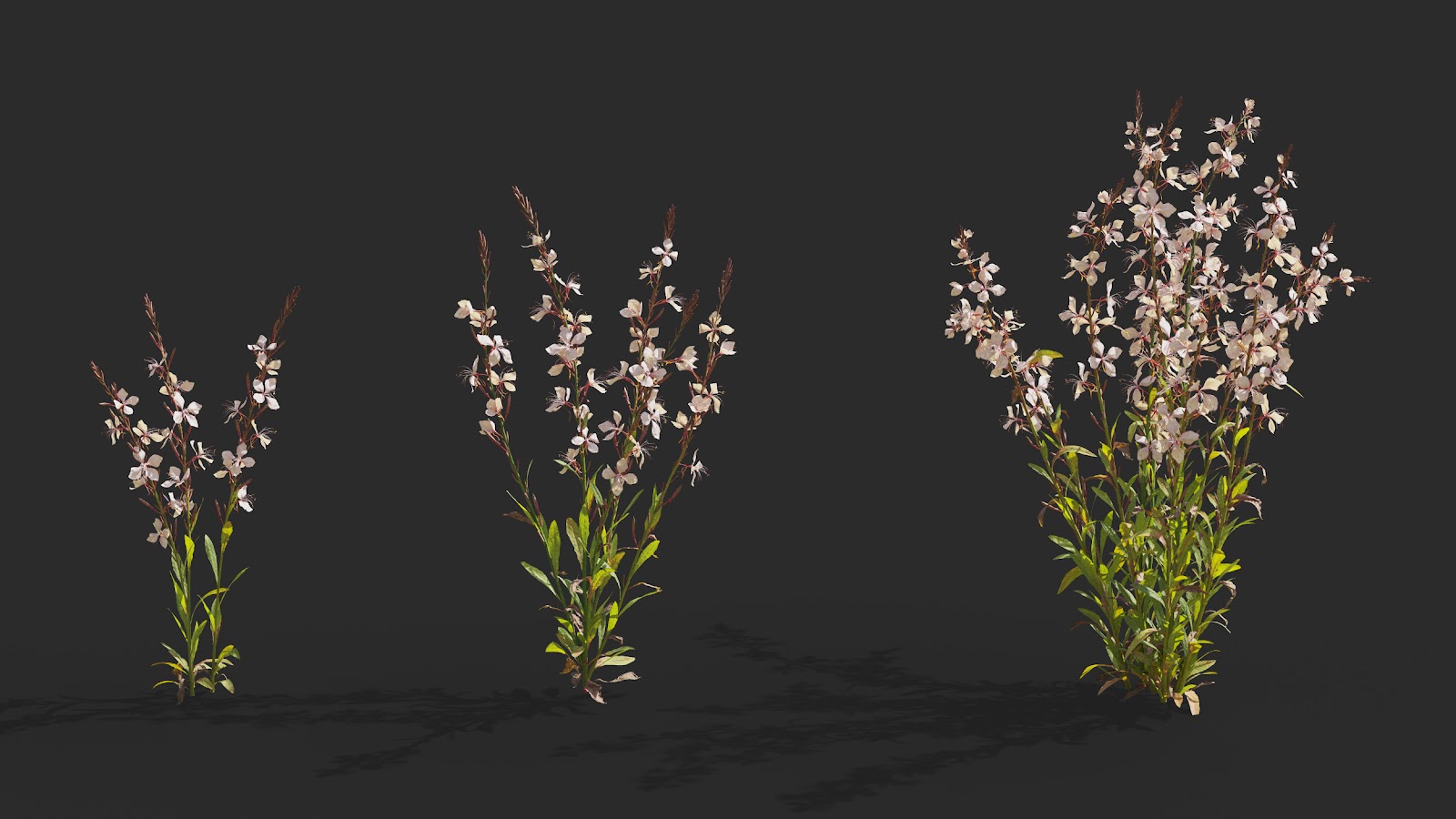 Maxtree - Plant Models Vol.64