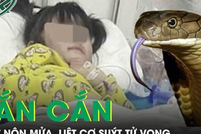 Rắn cắn khi đang ngủ, bé gái 5 tuổi nôn mửa, liệt cơ suýt tử vong - Báo Sức Khỏe &amp; Đời Sống