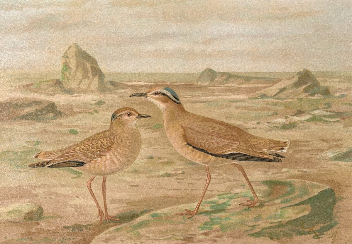 Cursorius gallicus