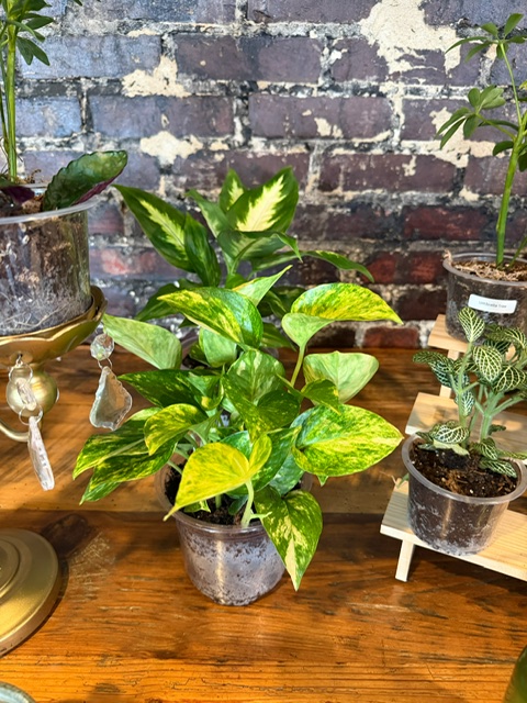 Emerald Green Pothos in 6" pot