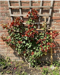 Imported Chocolate Brown Bougainvillea Plant