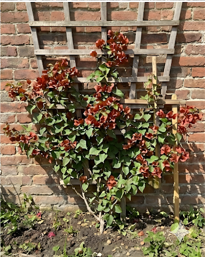 Imported Chocolate Brown Bougainvillea Plant
