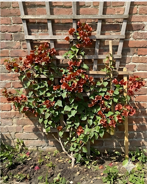 Imported Chocolate Brown Bougainvillea Plant