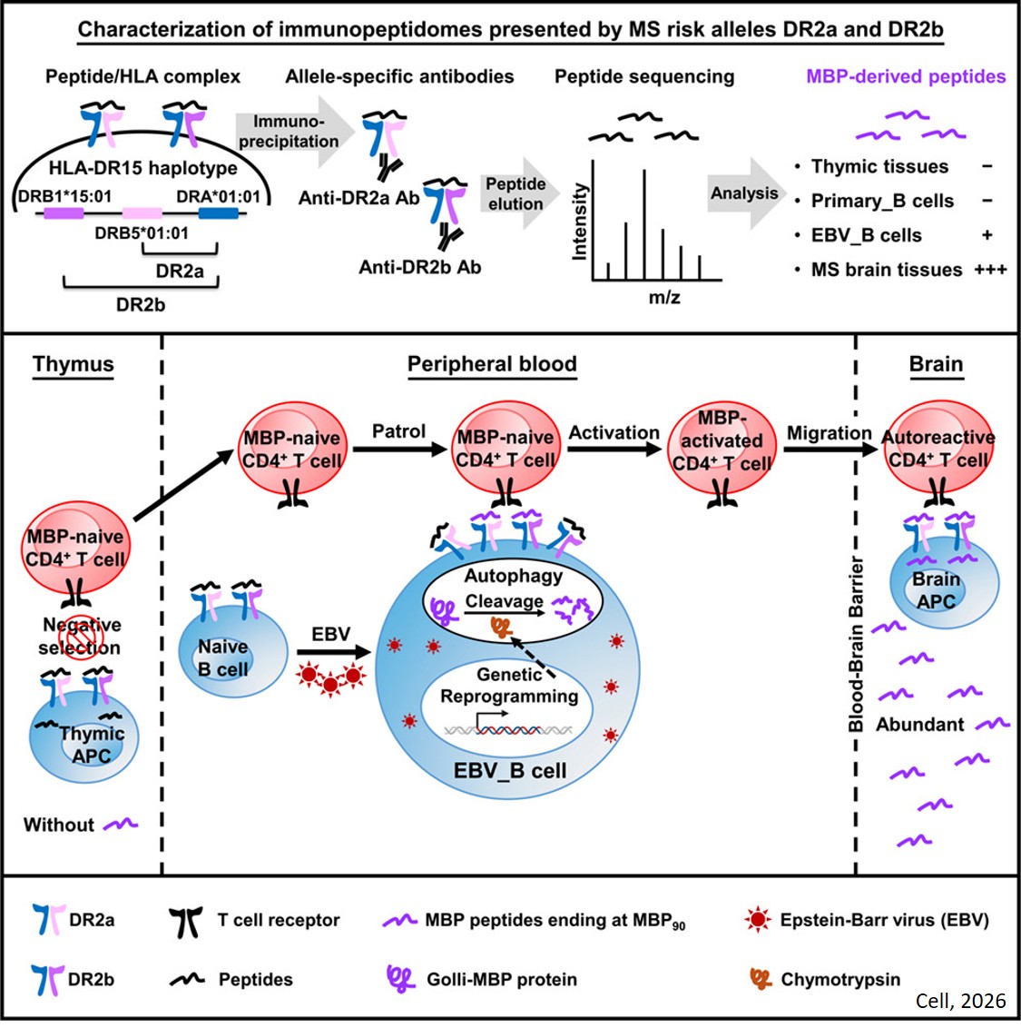 EBV infection and HLA-DR15 jointly drive multiple sclerosis by myelin peptide presentation