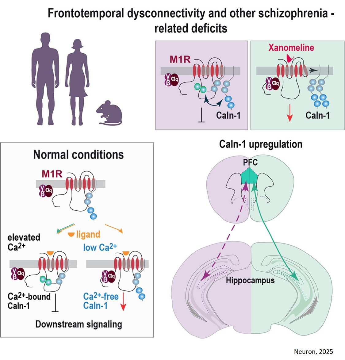 Elevated calneuron-1 induces schizophrenia-like deficits