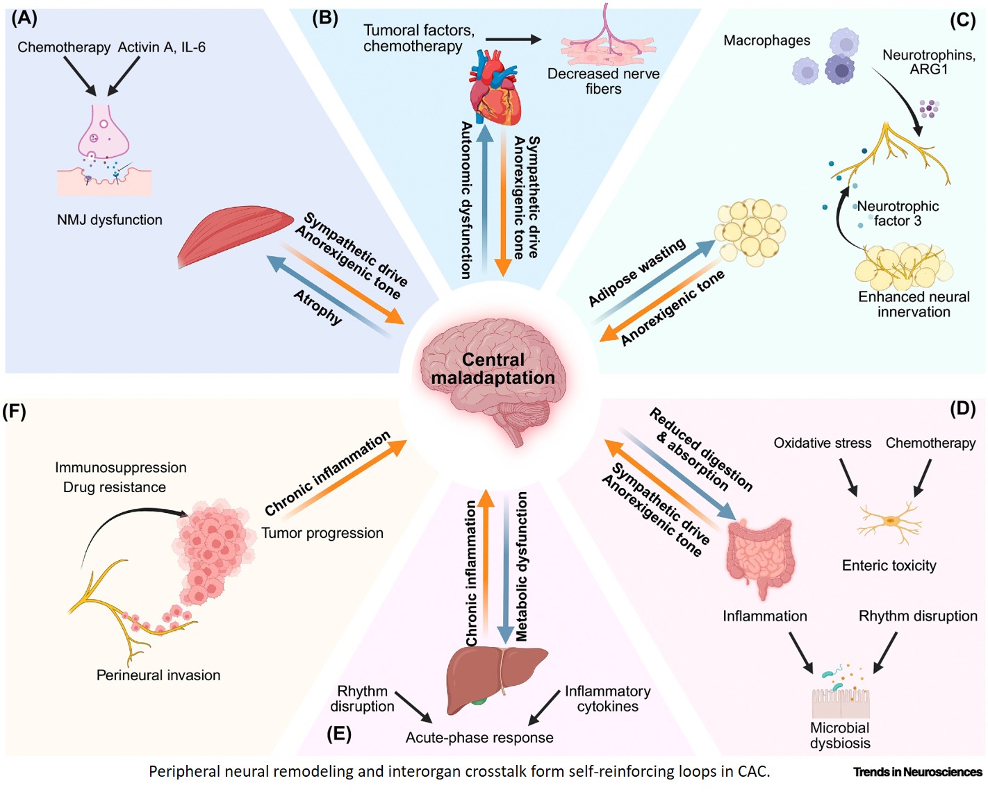 Role of nervous system in cancer-associated cachexia