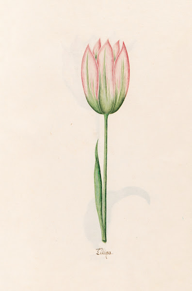 Tülipa 1692