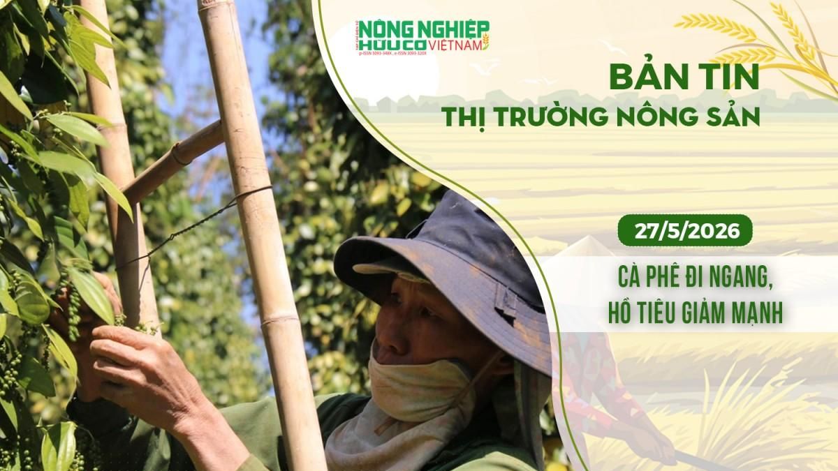 Thị trường nông sản 27/5/2026: Cà phê đi ngang, hồ tiêu giảm mạnh - Nông nghiệp Hữu cơ Việt Nam
