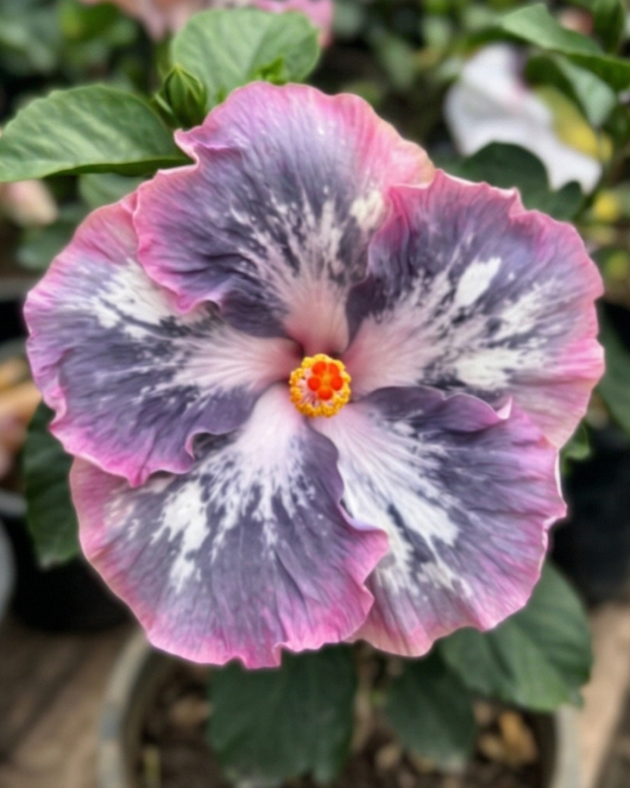 Hibiscus RMMA Blog Avenue — view 3