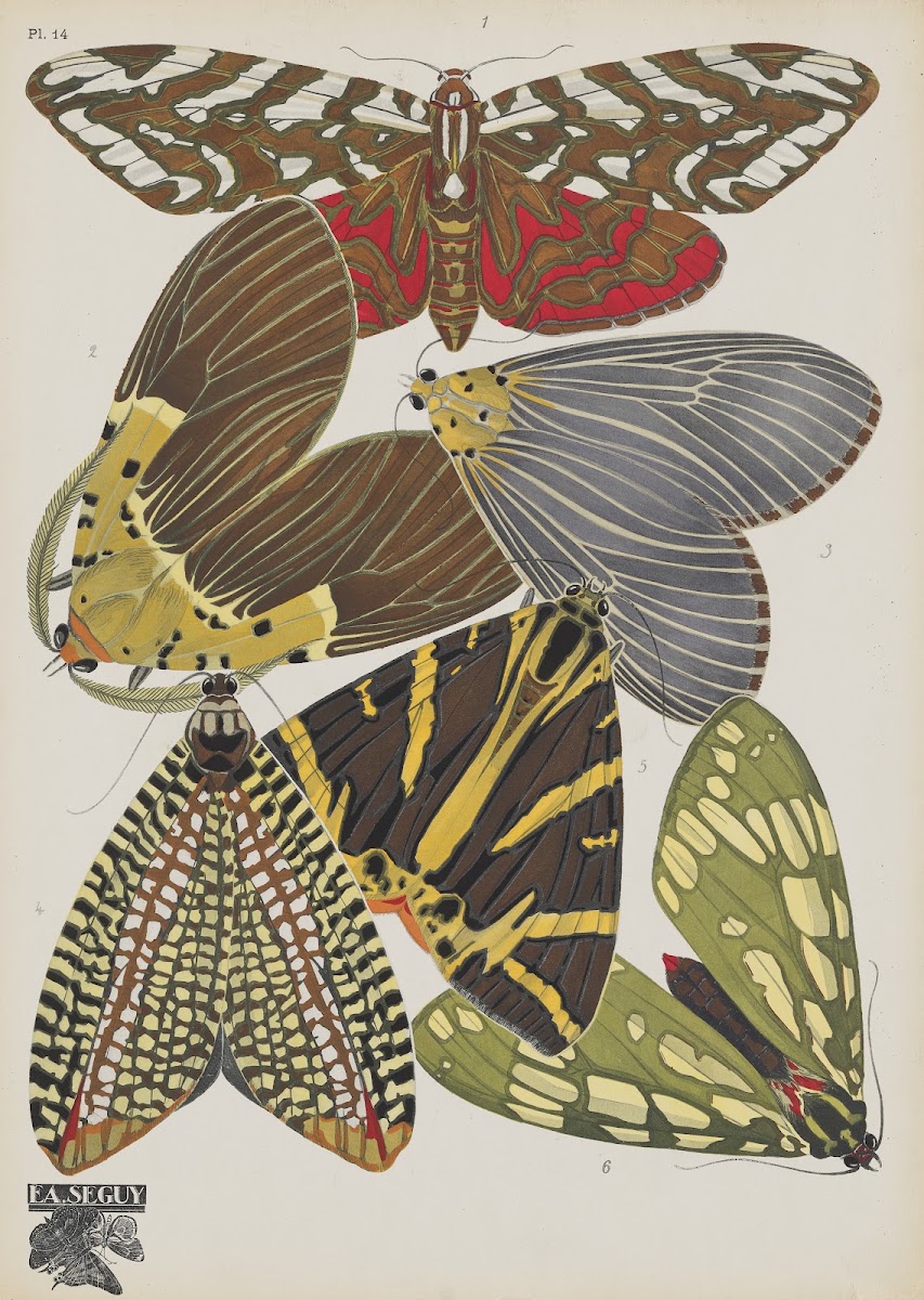 Papillons Pl14 1920