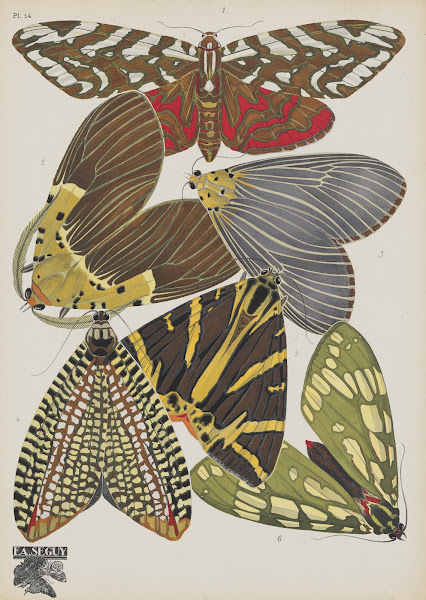Papillons Pl14 1920