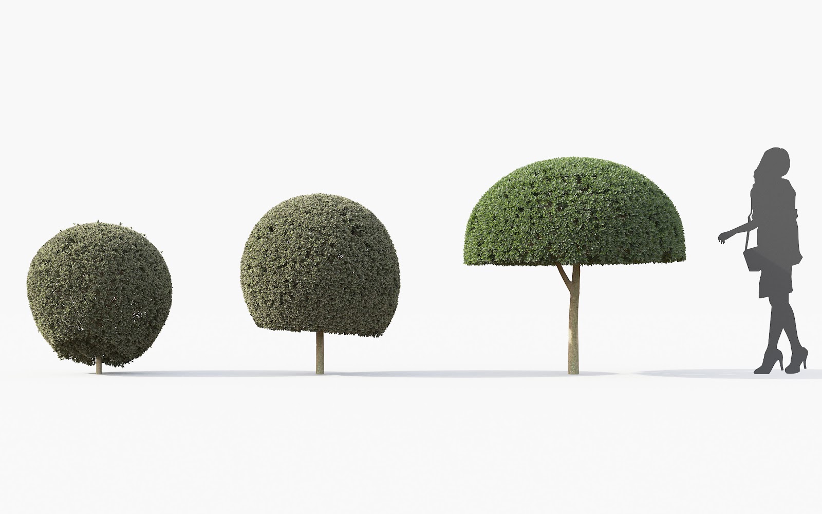 Maxtree - Plant Models Vol.28