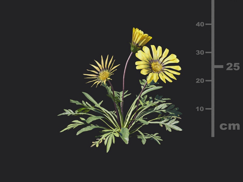 Maxtree - Plant Models Vol.116